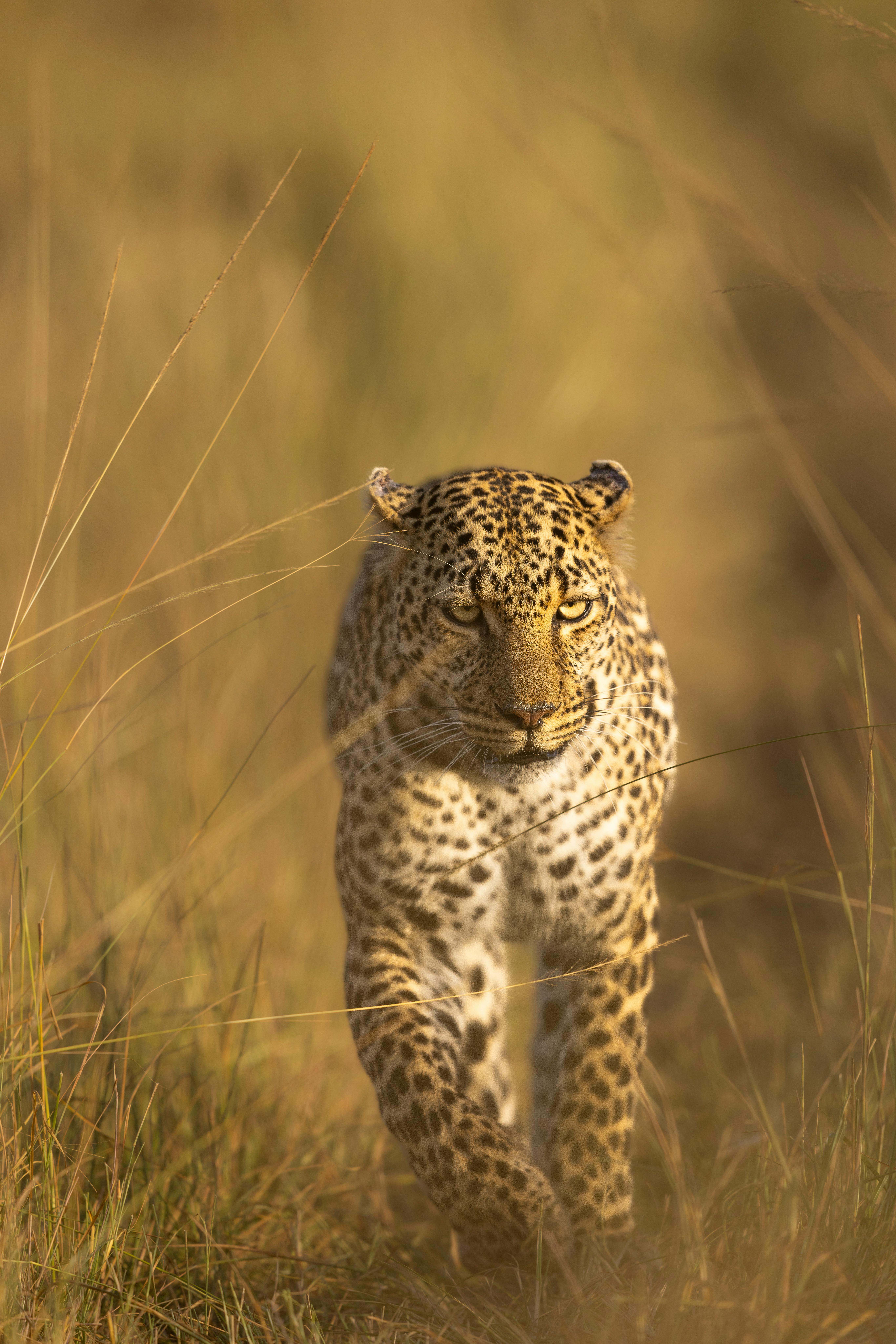 Tier, Säugetier, Panther, Tierwelt